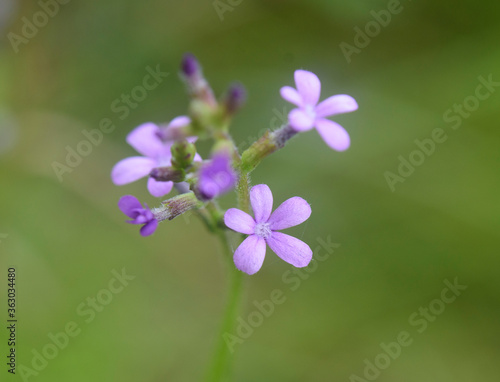 A small grouping of beautiful pink purple American Bluehearts, Buchnera americana, with selective focus in front of a green natural background