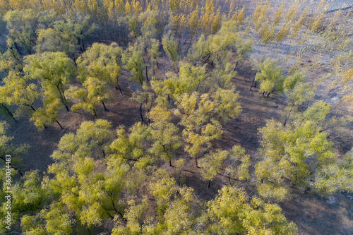 Forestry scenery  aerial photographs