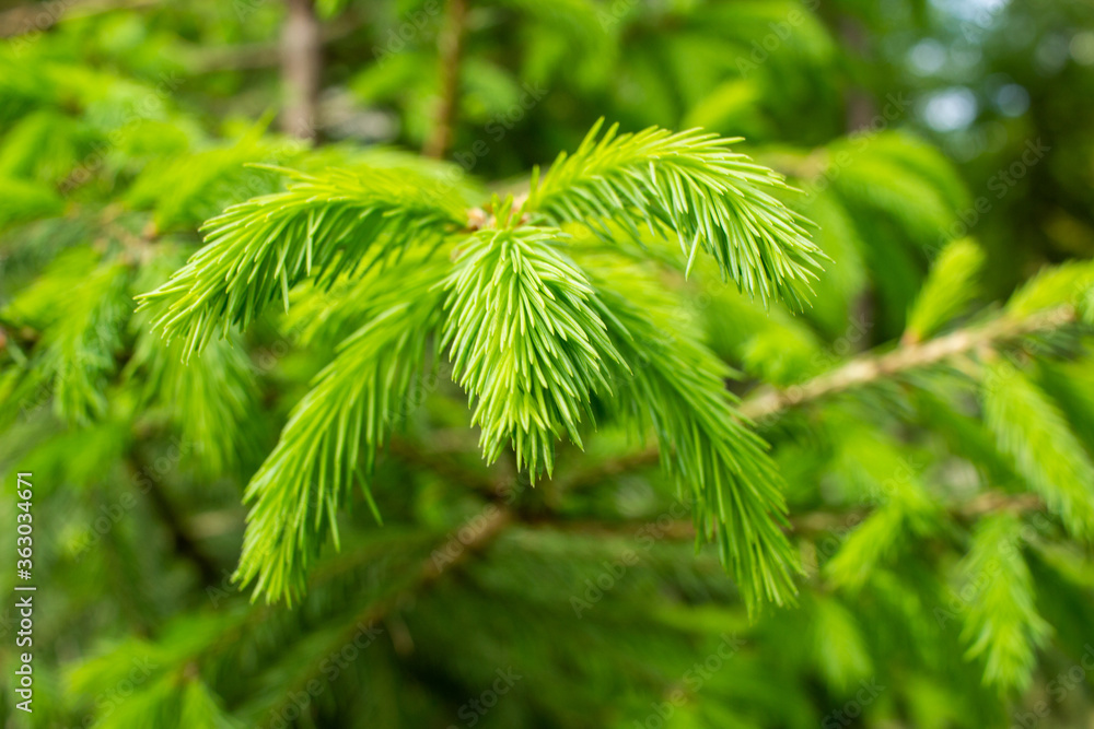 Young spring spruce shoots on the branches of spruce Young spring spruce shoots on the branches of spruce