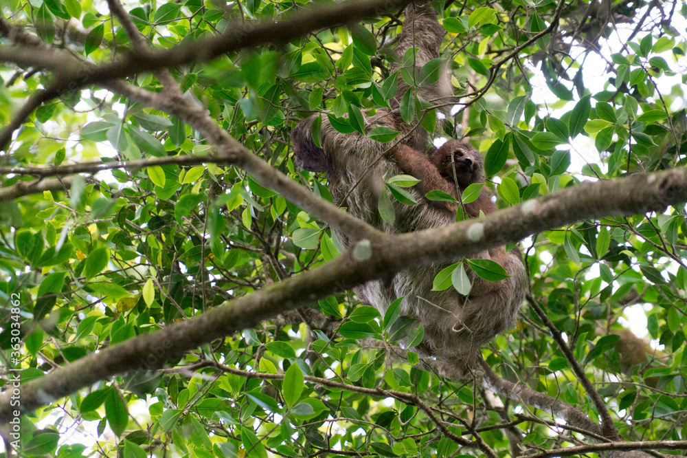 Sloth and baby in Costa Rica stock photo Sloth and baby in Costa Rica stock photo