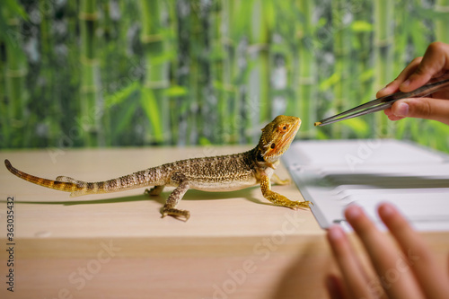 The owner feeds the lizard with special food with tweezers, looks after reptiles at home, an amphibian living in a terrarium, a modern dragon, a place for text photo