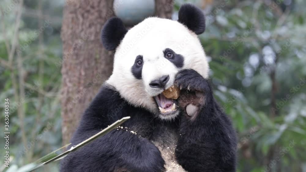 Close up panda is Chewing Bamboo Biscuit, china Close up panda is Chewing Bamboo Biscuit, china