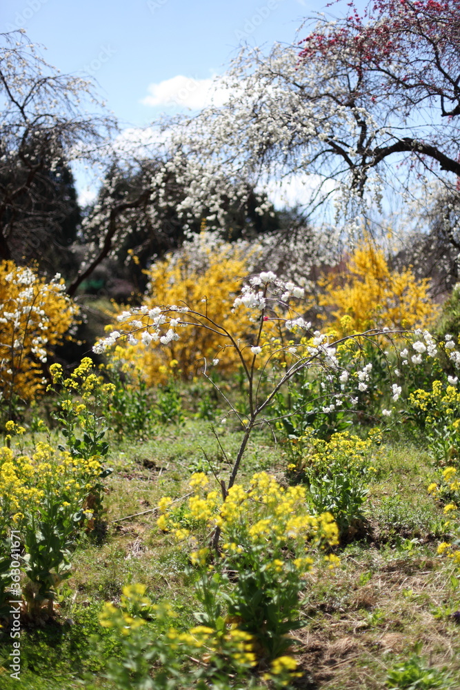 Naklejka premium レンギョウと菜の花としだれ桃