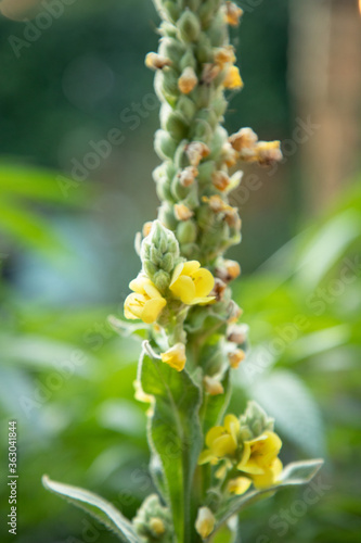 Mullein Blooming and Going to Seed with Yellow Flowers