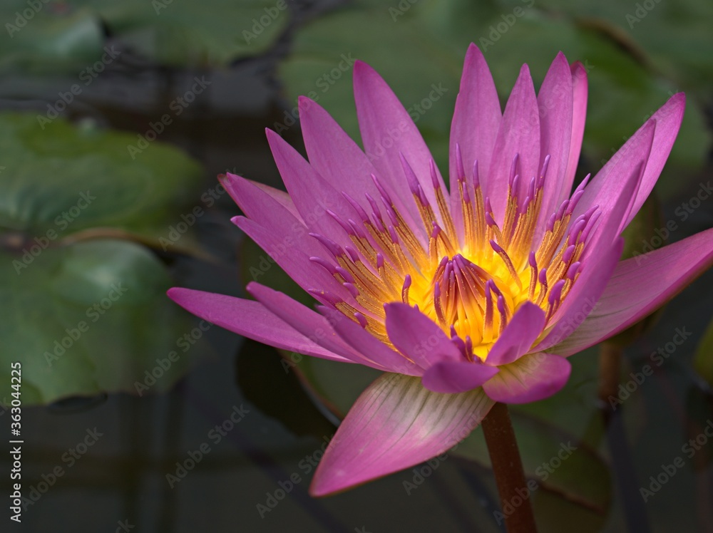 Closeup purple pink petals of water lily Nymphaea flower plants with sunshine and blurred background ,macro image ,soft focus ,sweet color for card design Closeup purple pink petals of water lily Nymphaea flower plants with sunshine and blurred background ,macro image ,soft focus ,sweet color for card design