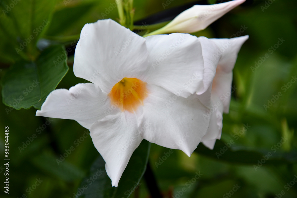 Obraz premium Background flowers