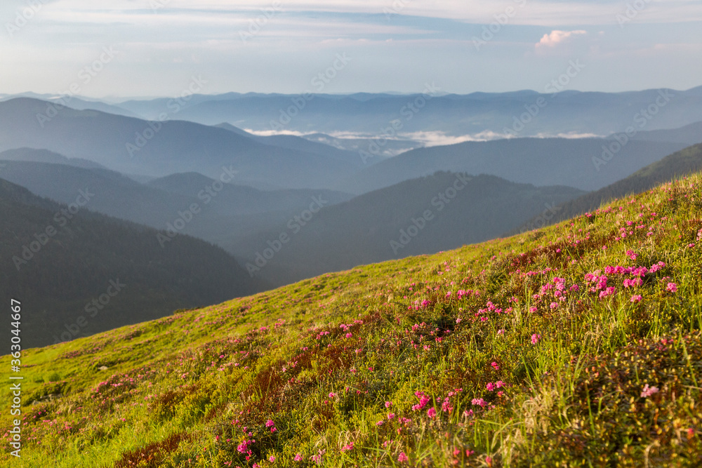 Mountain hill covered with flowering pink rhododendron. Beautiful flowered landscape of highest Carpathian mountains on a sunset