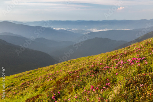 Mountain hill covered with flowering pink rhododendron. Beautiful flowered landscape of highest Carpathian mountains on a sunset