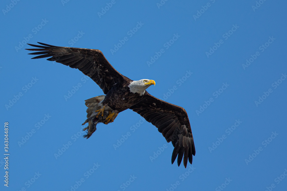 Naklejka premium Closeup of a bald eagle flying with a squirrel on her talons, seen in the wild in North California