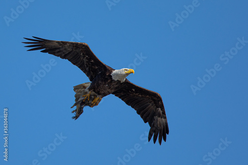 Closeup of a bald eagle flying with a squirrel  on her talons, seen in the wild in  North California © ranchorunner