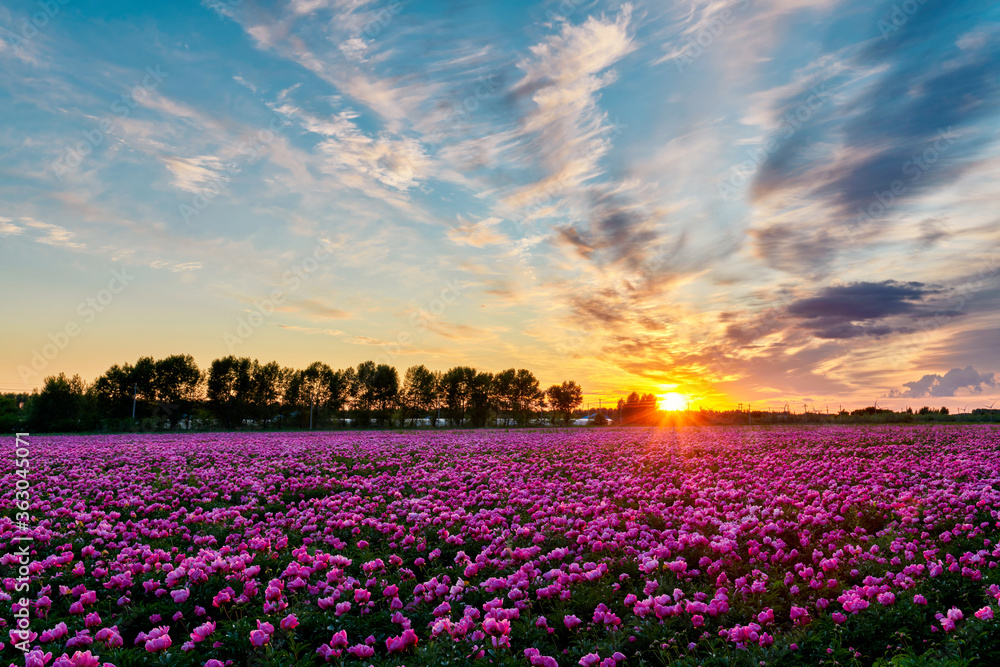 Beautiful Chinese herbaceous peony flower fields sunset.