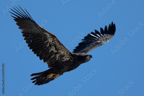 4-months old bald eagle eaglet learning to fly, seen in the wild in North California 