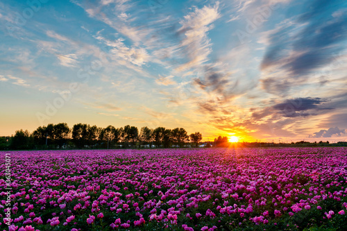 Beautiful Chinese herbaceous peony flower fields sunset.