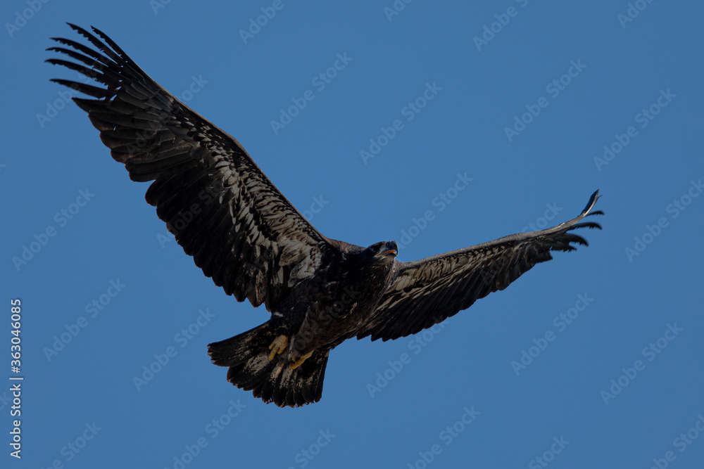 Obraz premium 4-months old bald eagle eaglet learning to fly, seen in the wild in North California 