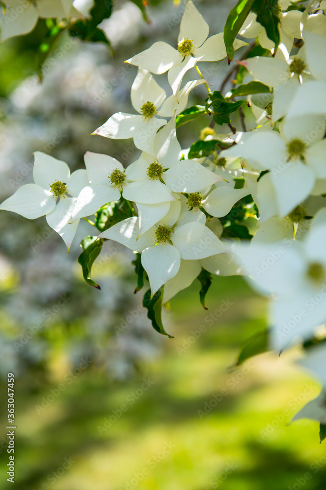 Pretty dogwood leaves close up Pretty dogwood leaves close up