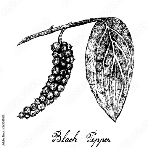 Herbal Plants, Illustration of Hand Drawn Sketch Black Pepper or Peppercorn, Used for Seasoning in Cooking.
