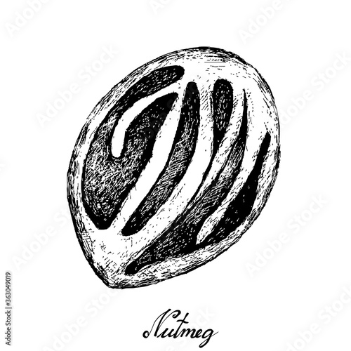 Herbal Plants, Hand Drawn Illustration of Fresh Nutmeg or Myristica Fragrans Fruits Used for Seasoning in Cooking.
