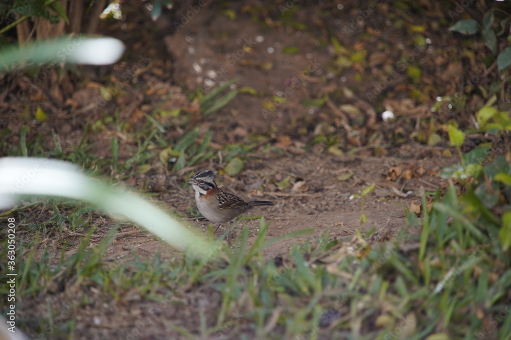 Rufous-collared Sparrow Bird on the ground Rufous-collared Sparrow Bird on the ground