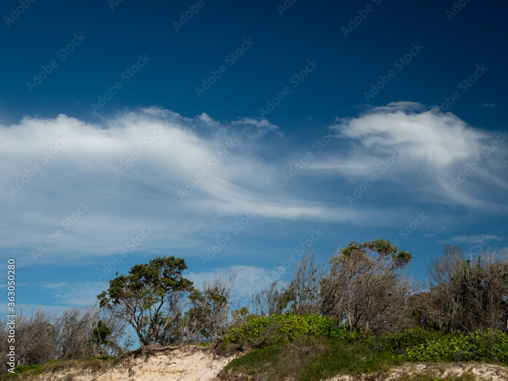 Beachside Vegetation with Wispy Clouds in a Blue Sky
