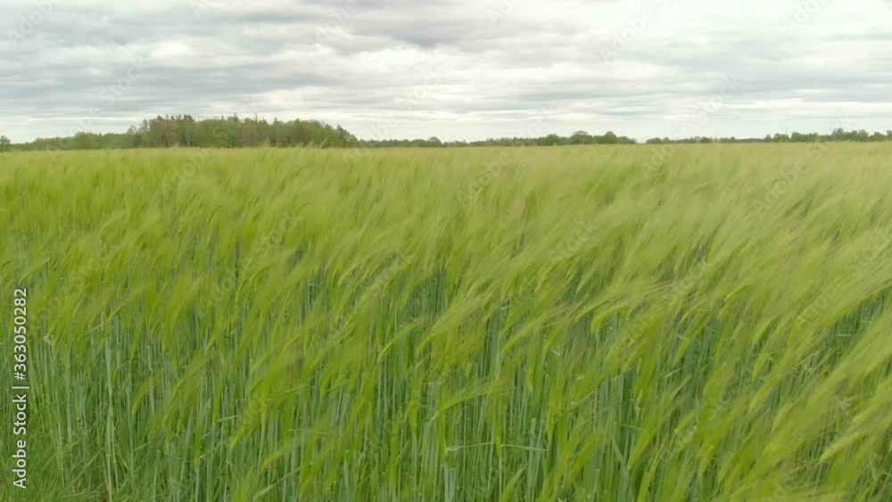 Wind blowing vast green barley field on cloudy summer day, static Wind blowing vast green barley field on cloudy summer day, static
