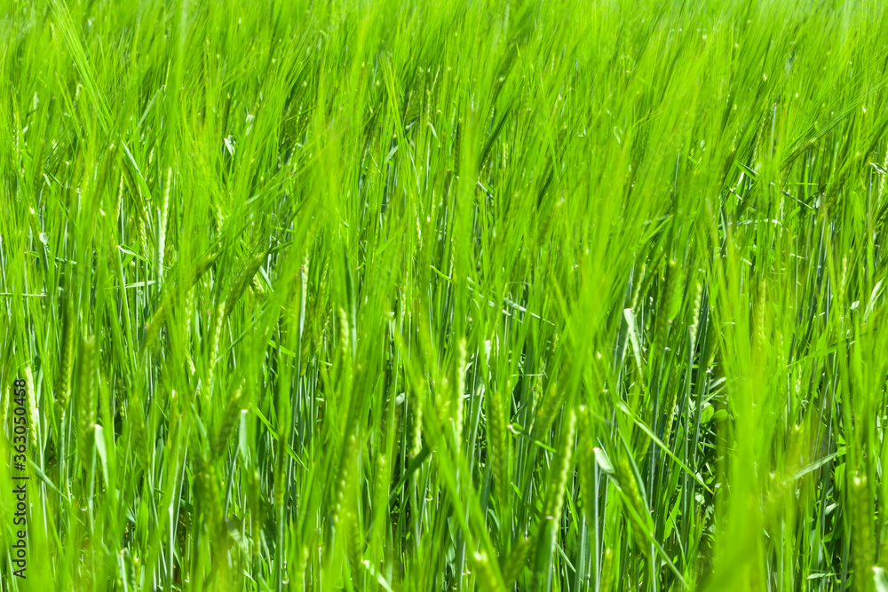 young green wheat ears with blurry background, used as a background or texture, soft focus young green wheat ears with blurry background, used as a background or texture, soft focus