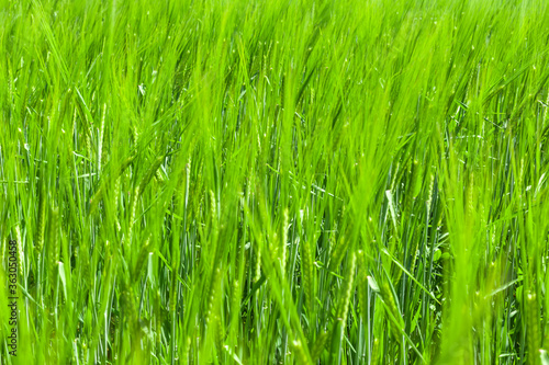 young green wheat ears with blurry background, used as a background or texture, soft focus