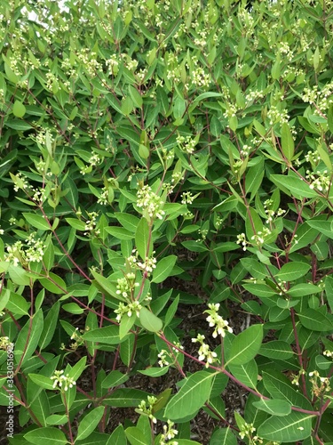 numerous wild flowers with white buds