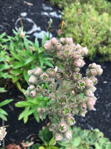 close up of green plant buds
