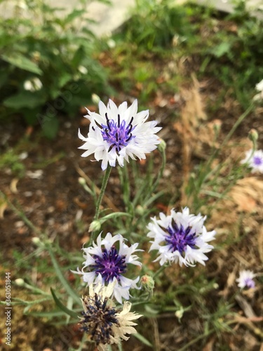 pretty white wild flowers with white center