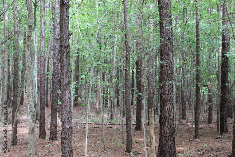 Obraz premium trees