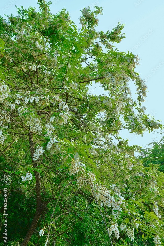 Fototapeta premium crown of blooming white acacia over the river