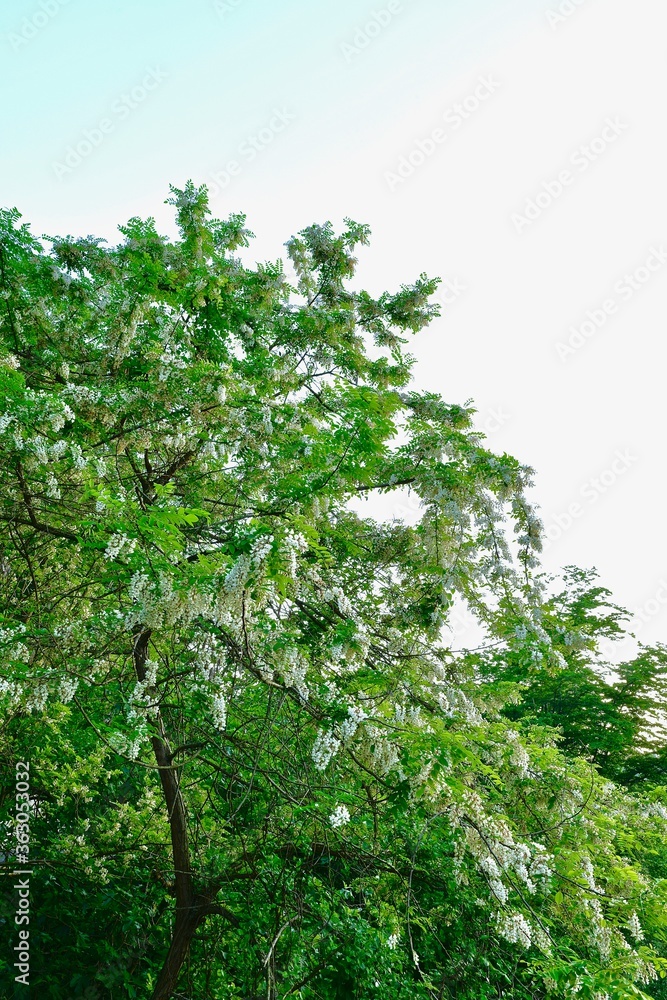 crown of blooming white acacia over the river crown of blooming white acacia over the river