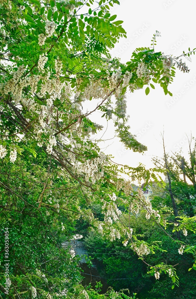 Fototapeta premium crown of blooming white acacia over the river
