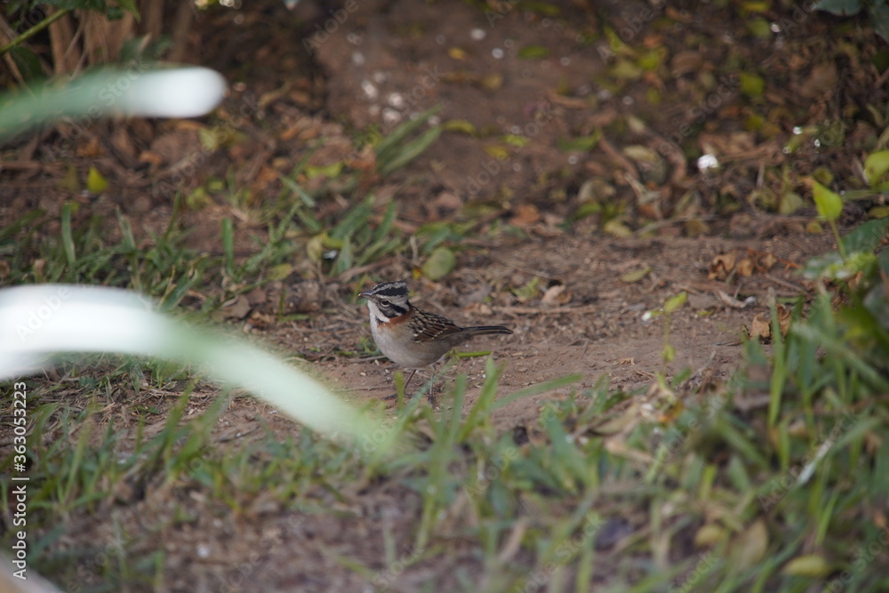 Rufous-collared Sparrow Bird on the ground Rufous-collared Sparrow Bird on the ground