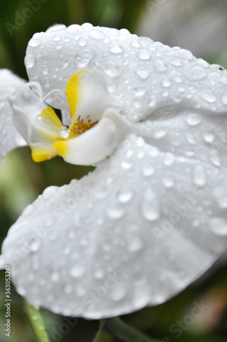 water drops on a white flower