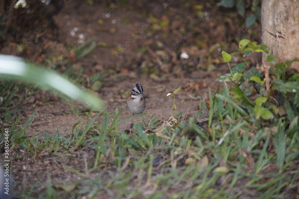 Rufous-collared Sparrow Bird on the ground Rufous-collared Sparrow Bird on the ground