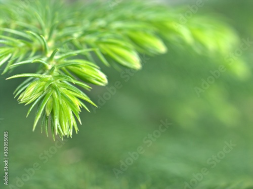 Closeup macro green leaf of pine tree with green blurred background  nature leaves  macro image  frame for card design 