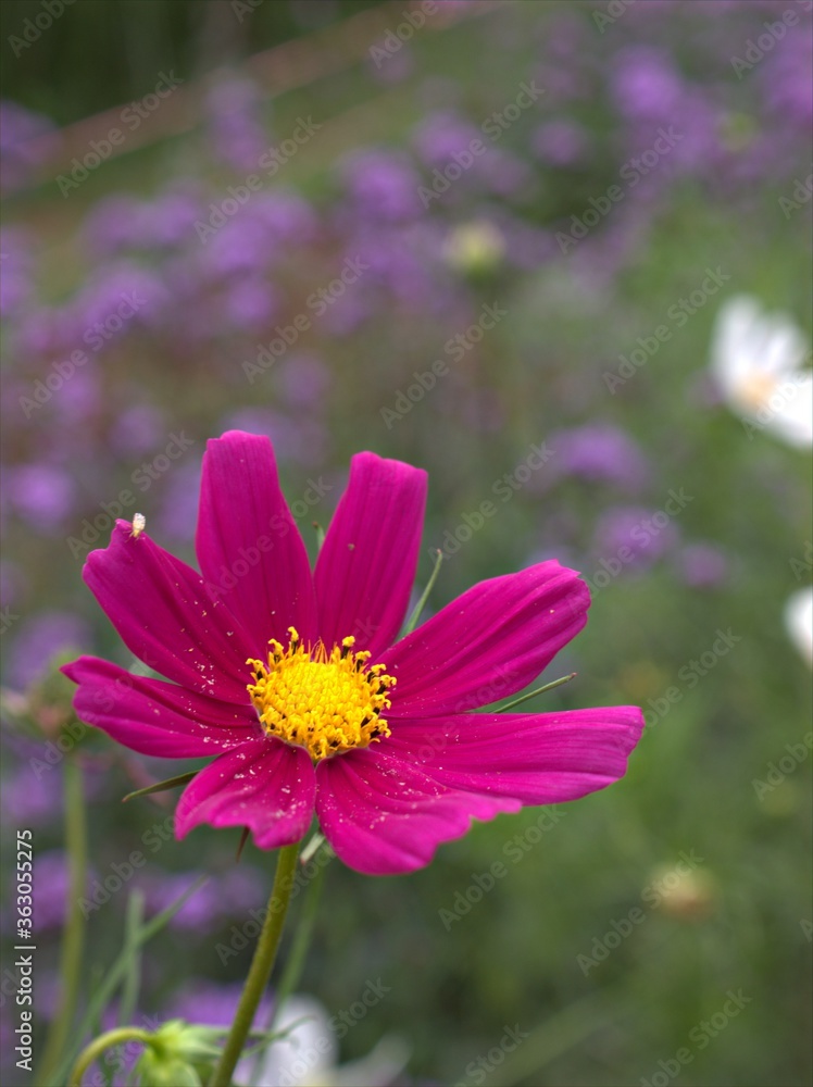 Closeup pink-purple petals of cosmos bipinnatus (maxican aster) flower plants in garden with sunshine and blurred background ,macro image, sweet color for card design ,pink cosmos flower Closeup pink-purple petals of cosmos bipinnatus (maxican aster) flower plants in garden with sunshine and blurred background ,macro image, sweet color for card design ,pink cosmos flower
