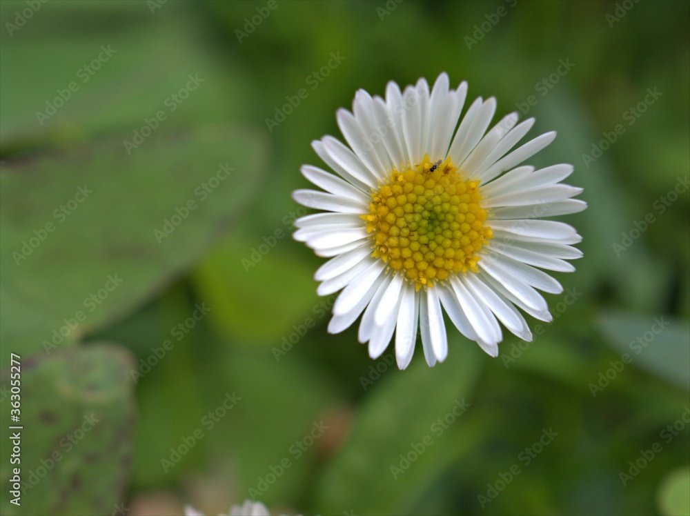 Closeup white Latin american fleabane flowers plants in garden (maxican fleabane) with green blurred background ,macro image ,sweet color for card design ,soft focus ,daisy in the garden Closeup white Latin american fleabane flowers plants in garden (maxican fleabane) with green blurred background ,macro image ,sweet color for card design ,soft focus ,daisy in the garden