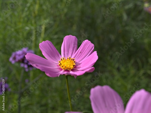 Closeup pink-purple petals of cosmos bipinnatus (maxican aster) flower plants in garden with sunshine and blurred background ,macro image, sweet color for card design ,pink cosmos flower