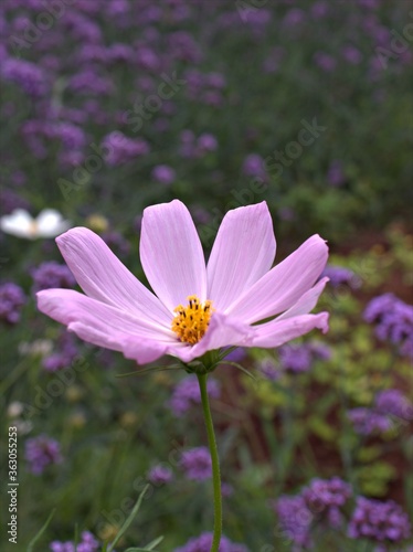 Closeup pink-purple petals of cosmos bipinnatus (maxican aster) flower plants in garden with sunshine and blurred background ,macro image, sweet color for card design ,pink cosmos flower