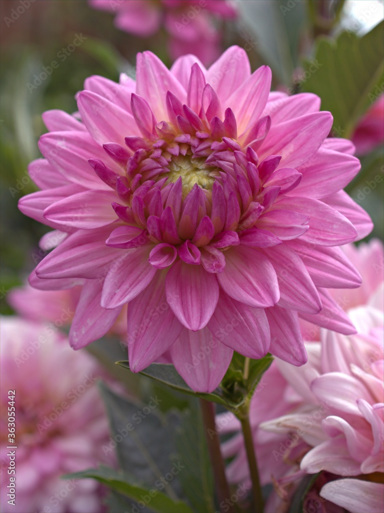 Obraz premium Closeup pink petals of Dahlia pinnata (Chrysanthemum) flower plants in garden ,macro image ,sweet color for card design ,soft focus ,pink chrysanthemum flower for background