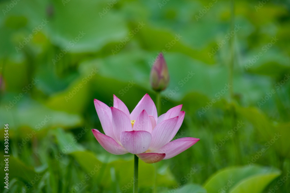 lotus flower and bud