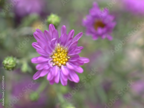 Purple aster flower with blurred background  macro image  closeup flowers 