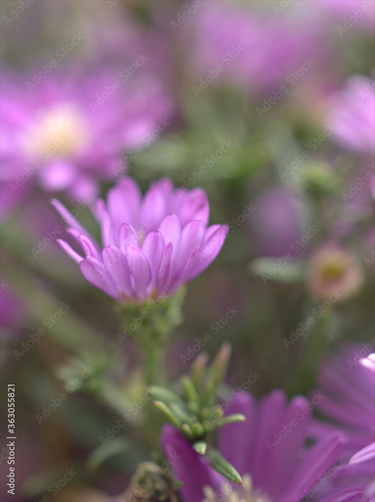 Closeup purple petals of aster (Chrysant hemum )flowers plants with soft focus and blurred background ,sweet color for card design ,violet flowers in the garden Closeup purple petals of aster (Chrysant hemum )flowers plants with soft focus and blurred background ,sweet color for card design ,violet flowers in the garden