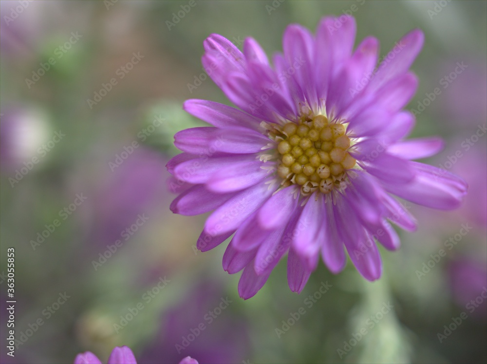 Closeup purple petals of aster (Chrysant hemum )flowers plants with soft focus and blurred background ,sweet color for card design ,violet flowers in the garden