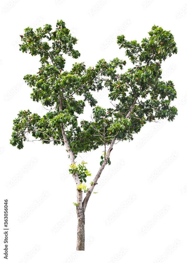 Beautiful green tree isolated on white.