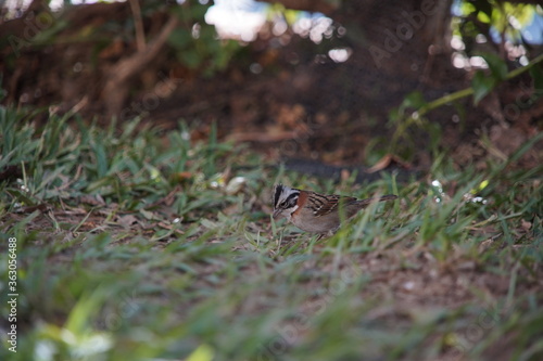Rufous-collared Sparrow Bird on the ground © Ana