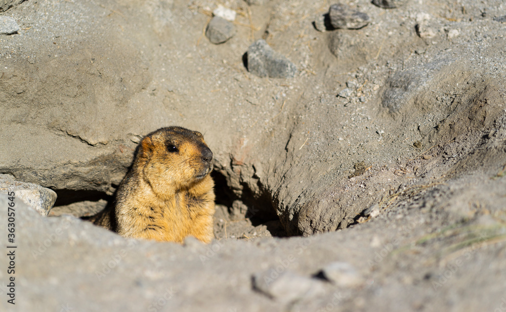 Obraz premium The Himalayan marmot (Marmota himalayana) peeping out of its burrow near Pangong Tso, Leh, India.