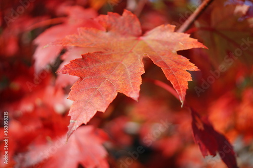 Bild auf Leinwand red maple leaf